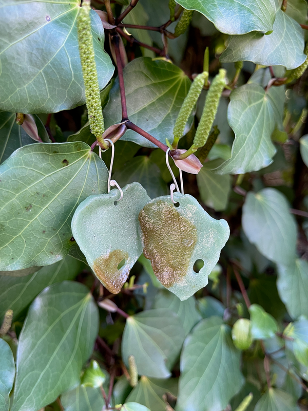 Kawakawa leaves